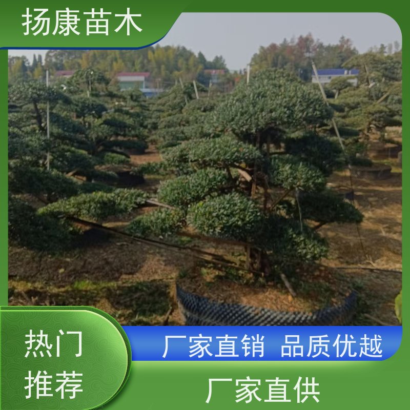 15公分罗汉松 基地直供 扬康苗木 树形优美 景区别墅风景树 四季常绿