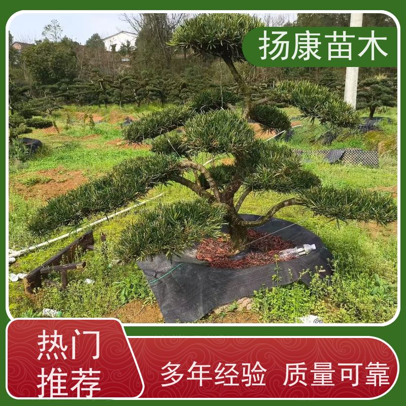 红芽珍珠罗汉松 全国供应 扬康苗木 四季常青植物