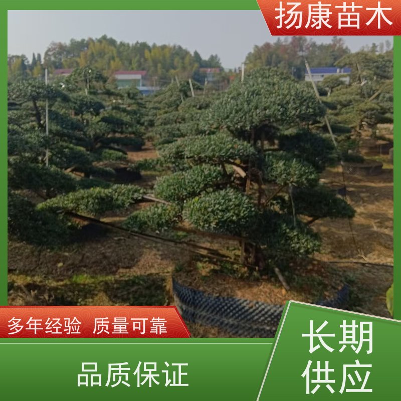 扬康苗木 基地直供 四季常青植物 多种规格可选 12公分罗汉松
