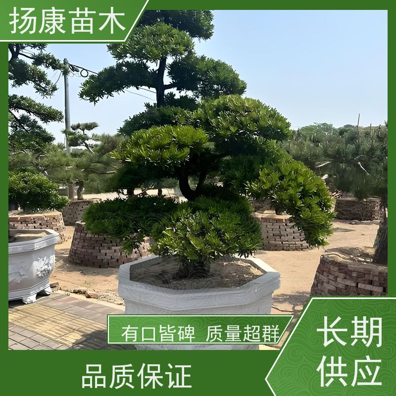 10公分罗汉松 全国供应 扬康苗木 园林绿化造型松