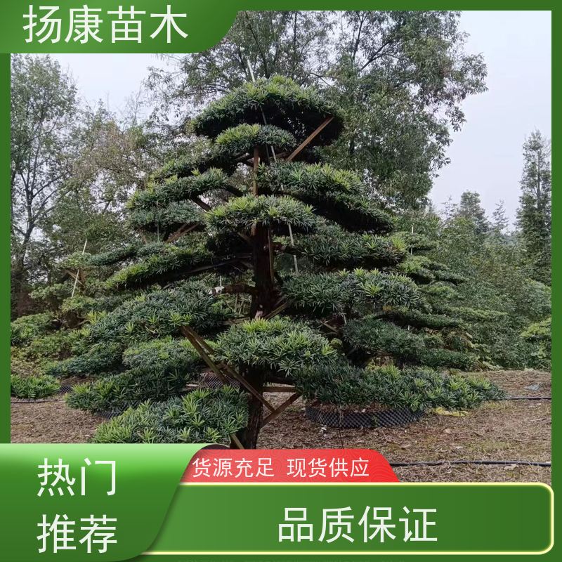 大叶罗汉松 规格齐全 扬康苗木 别墅区点缀 易养活