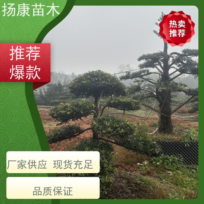 扬康苗木 全国供应 庭院小区景区别墅常绿观花盆栽 罗汉松毛坯