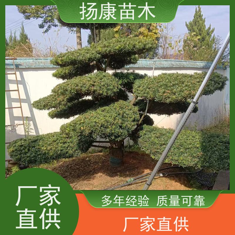 精品造型罗汉松 多种规格可选 扬康苗木 别墅庭院风景树 