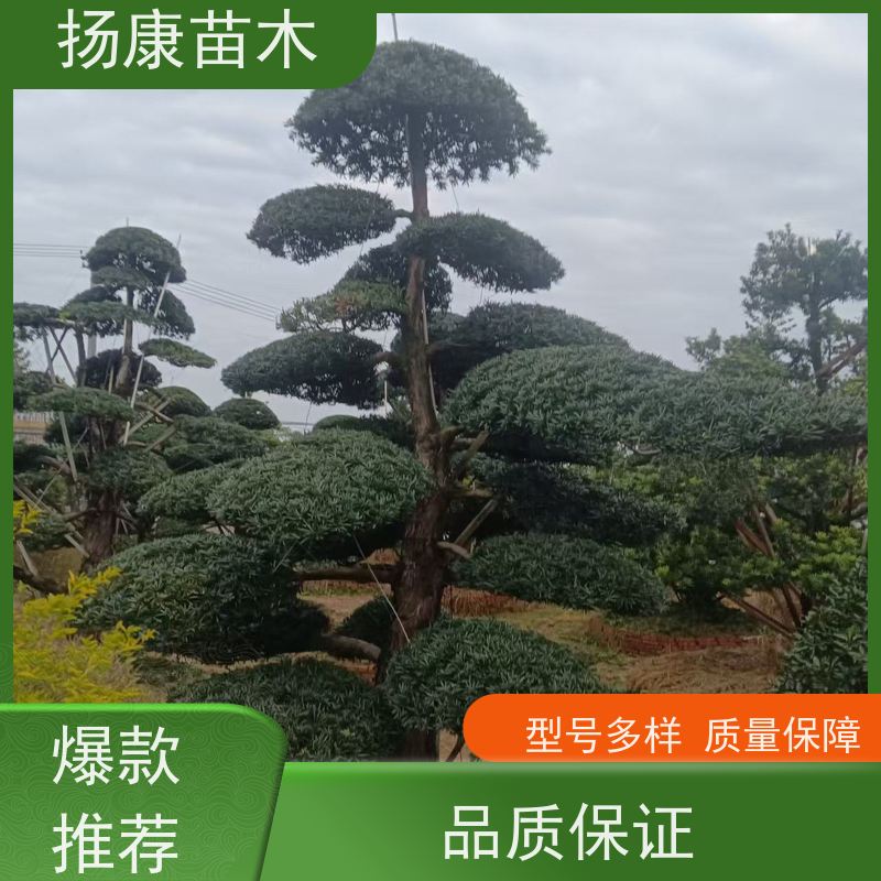 扬康苗木 全国供应 庭院小区景区别墅常绿观花盆栽 15公分罗汉松