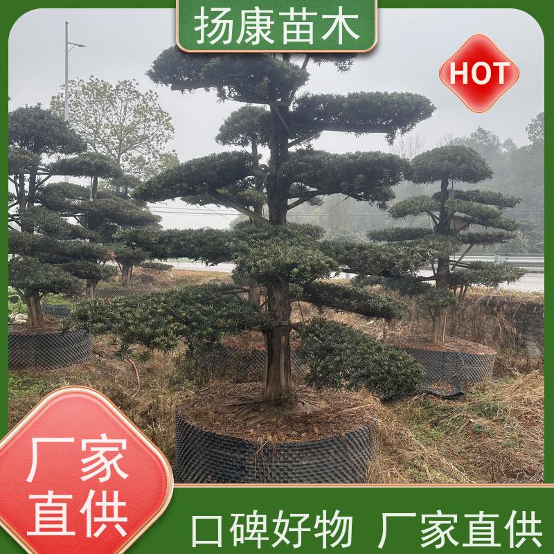 精品造型罗汉松 规格齐全 扬康苗木 别墅区点缀 易养活