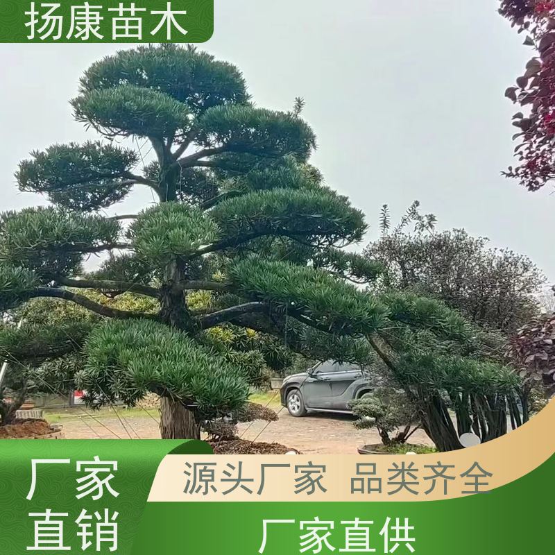 大叶罗汉松 规格齐全 扬康苗木 别墅庭院风景树 