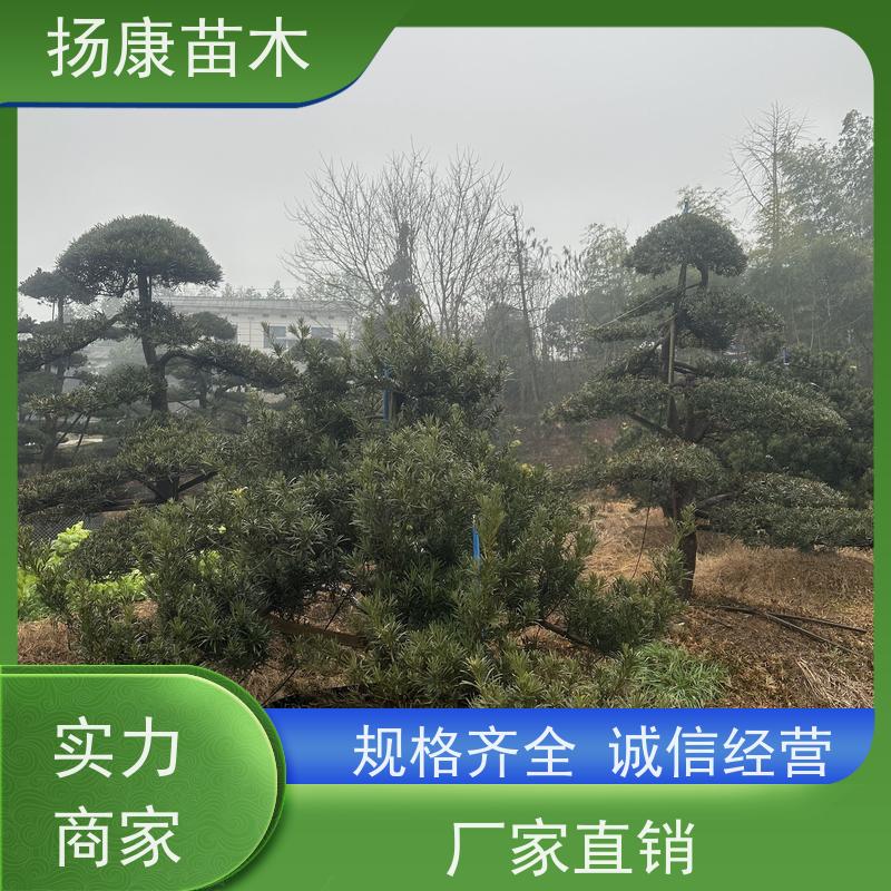斜飘罗汉松 规格齐全 扬康苗木 别墅区点缀 易养活