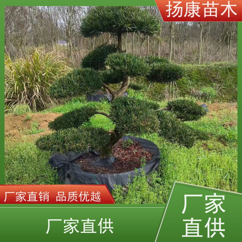 20公分罗汉松 全国供应 扬康苗木 别墅区点缀 易养活