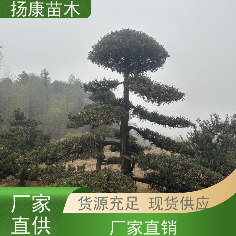 30公分罗汉松 基地直供 扬康苗木 别墅庭院风景树 