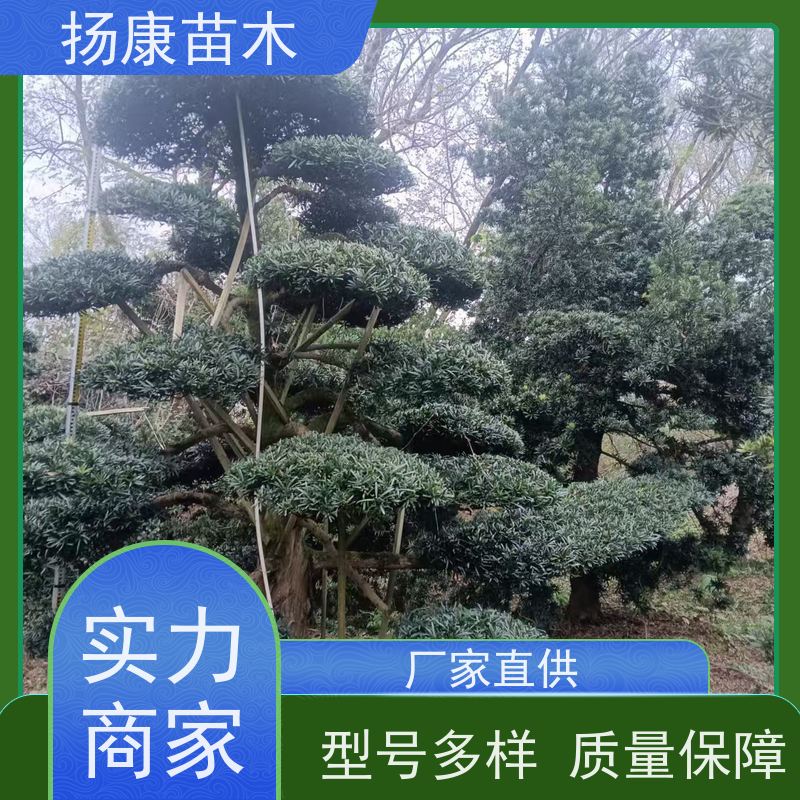造型罗汉松 多种规格可选 扬康苗木 树形优美 景区别墅风景树 四季常绿