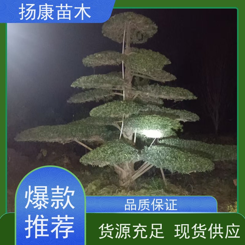小叶罗汉松 规格齐全 扬康苗木 别墅区点缀 易养活