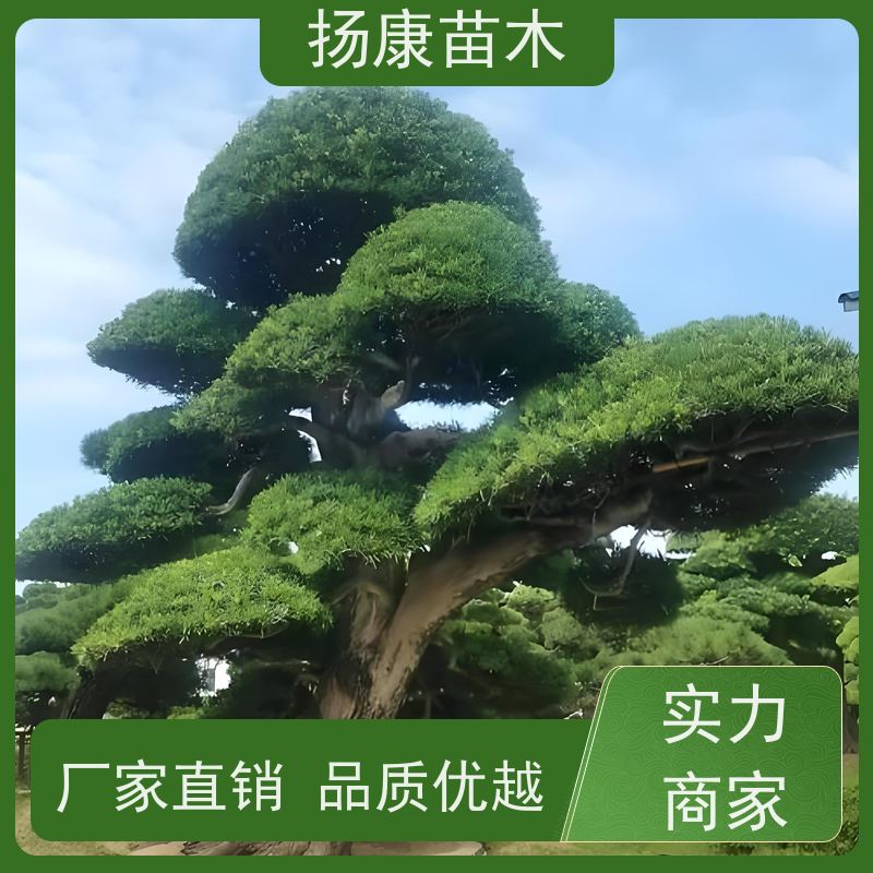 罗汉松 基地直供 扬康苗木 1-20公分造型黑松 庭院小区绿化造景树