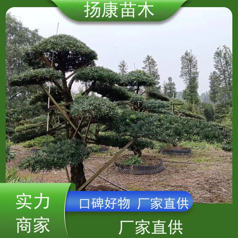 宽叶罗汉松 多种规格可选 扬康苗木 别墅区点缀 易养活
