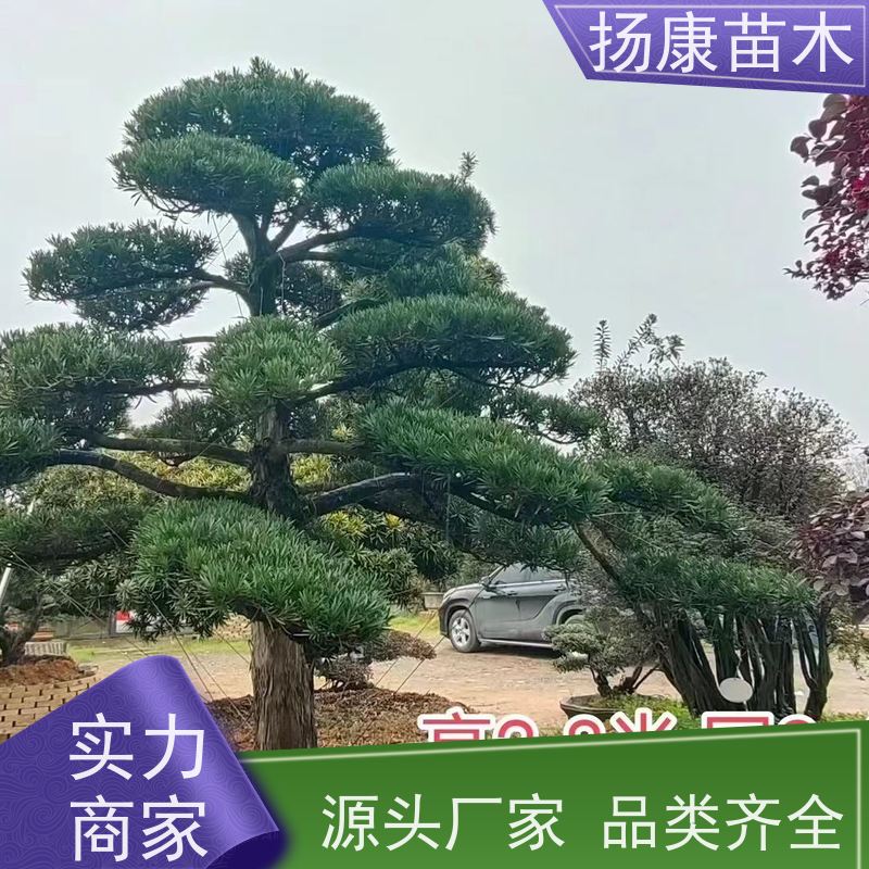 金钻罗汉松 规格齐全 扬康苗木 景区园林公园绿化种植