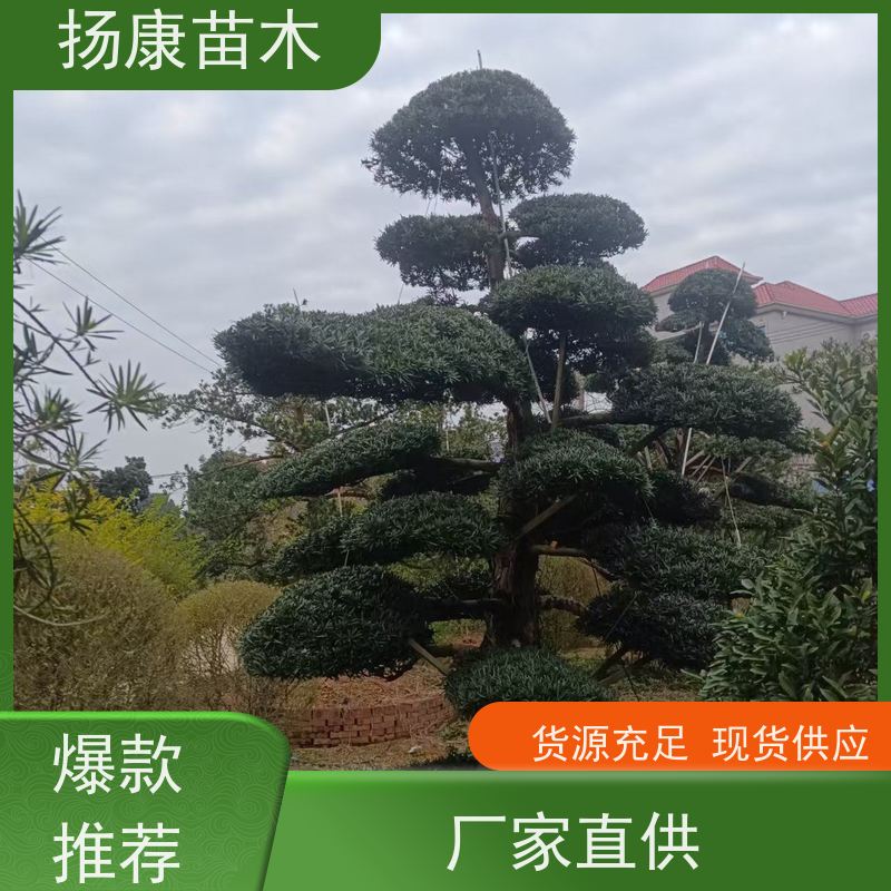 罗汉松毛坯 多种规格可选 扬康苗木 别墅庭院风景树 