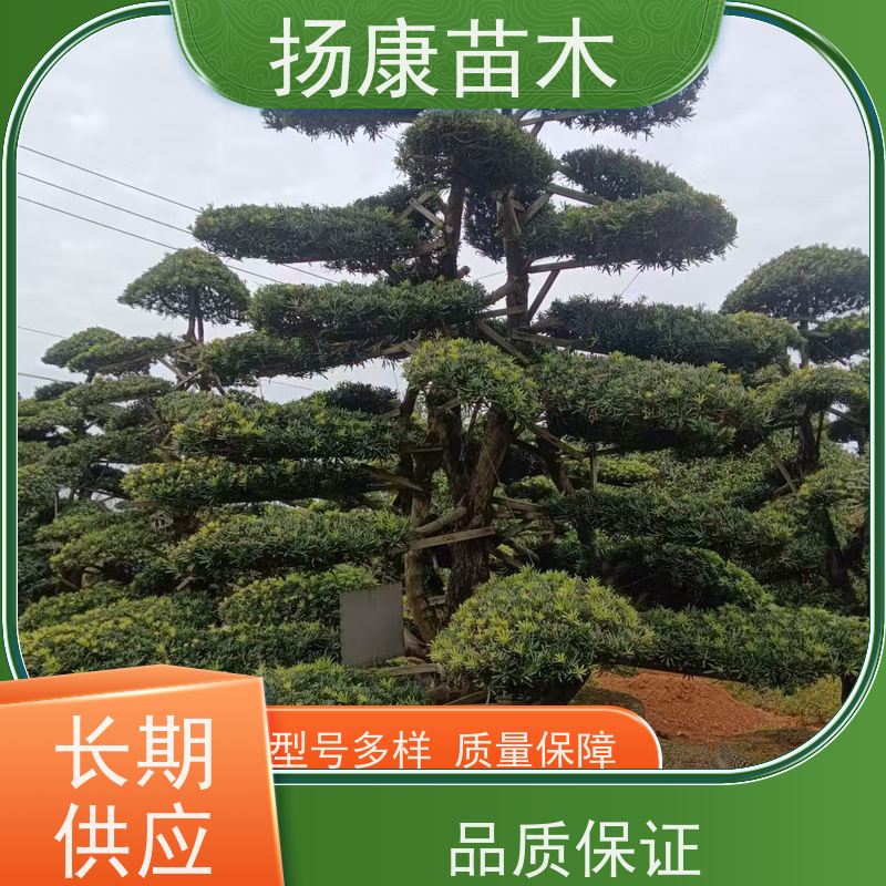 金钻罗汉松 规格齐全 扬康苗木 树形优美 景区别墅风景树 四季常绿