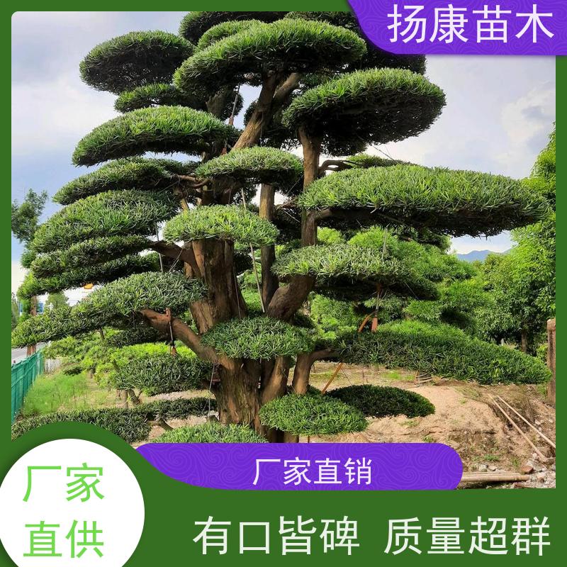 日本罗汉松 基地直供 扬康苗木 1-20公分造型黑松 庭院小区绿化造景树
