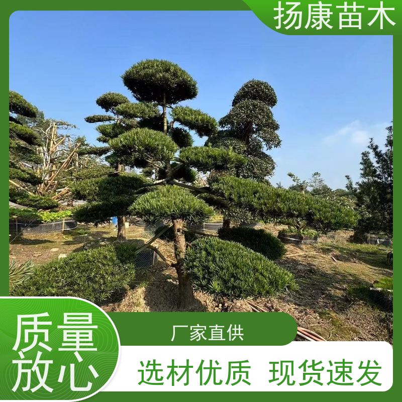 扬康苗木 地采购 庭院别墅主景树 品种齐全 大叶罗汉松