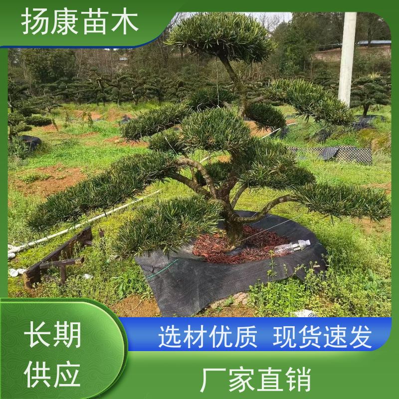 20公分罗汉松 全国供应 扬康苗木 园林绿化造型松