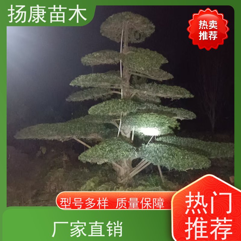 扬康苗木 全国供应 庭院小区景区别墅常绿观花盆栽 造型罗汉松
