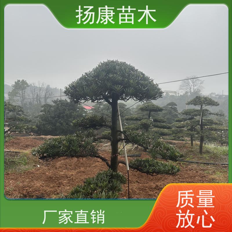 斜飘罗汉松 基地直供 扬康苗木 树形优美 景区别墅风景树 四季常绿