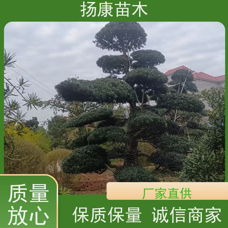 10公分罗汉松 规格齐全 扬康苗木 别墅区点缀 易养活