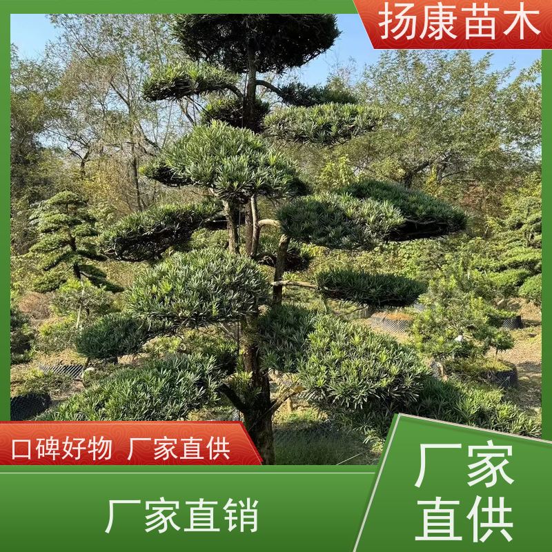 扬康苗木 多规格供应 全国发货 精品造型罗汉松