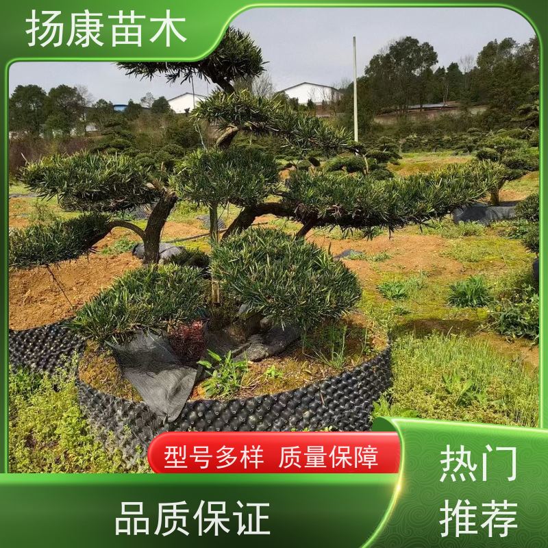 红芽珍珠罗汉松 全国供应 扬康苗木 别墅庭院风景树 