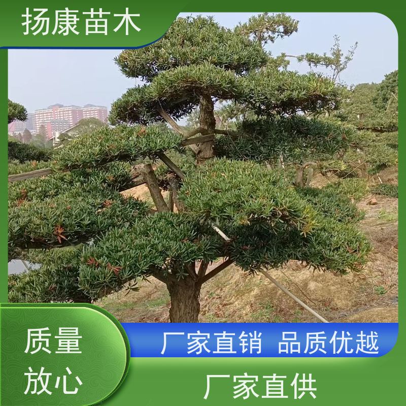 罗汉松毛坯 全国供应 扬康苗木 园林绿化造型松