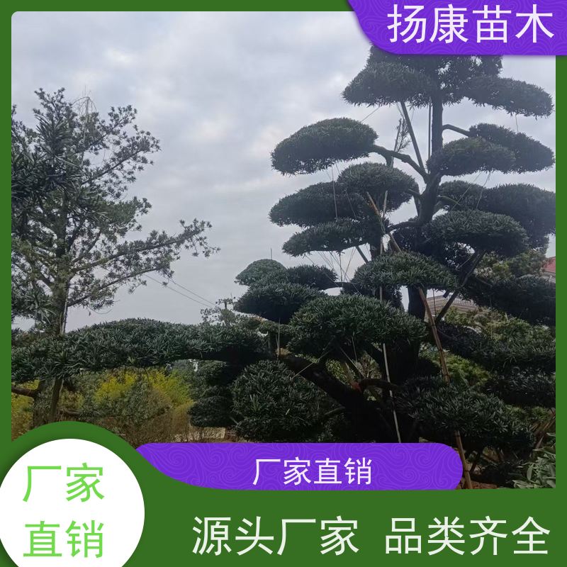 扬康苗木 可购园林造型树 绿化景观优选 冠幅3米 罗汉松
