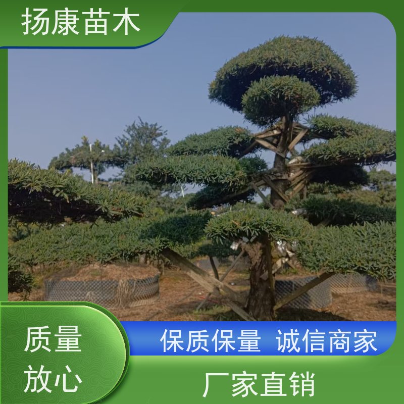 10公分罗汉松 基地直供 扬康苗木 景区园林公园绿化种植