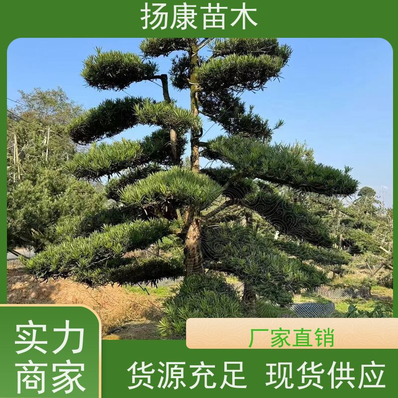 罗汉松 全国供应 扬康苗木 1-20公分造型黑松 庭院小区绿化造景树