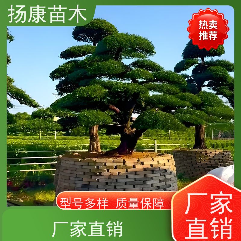 20公分罗汉松 多种规格可选 扬康苗木 别墅区点缀 易养活