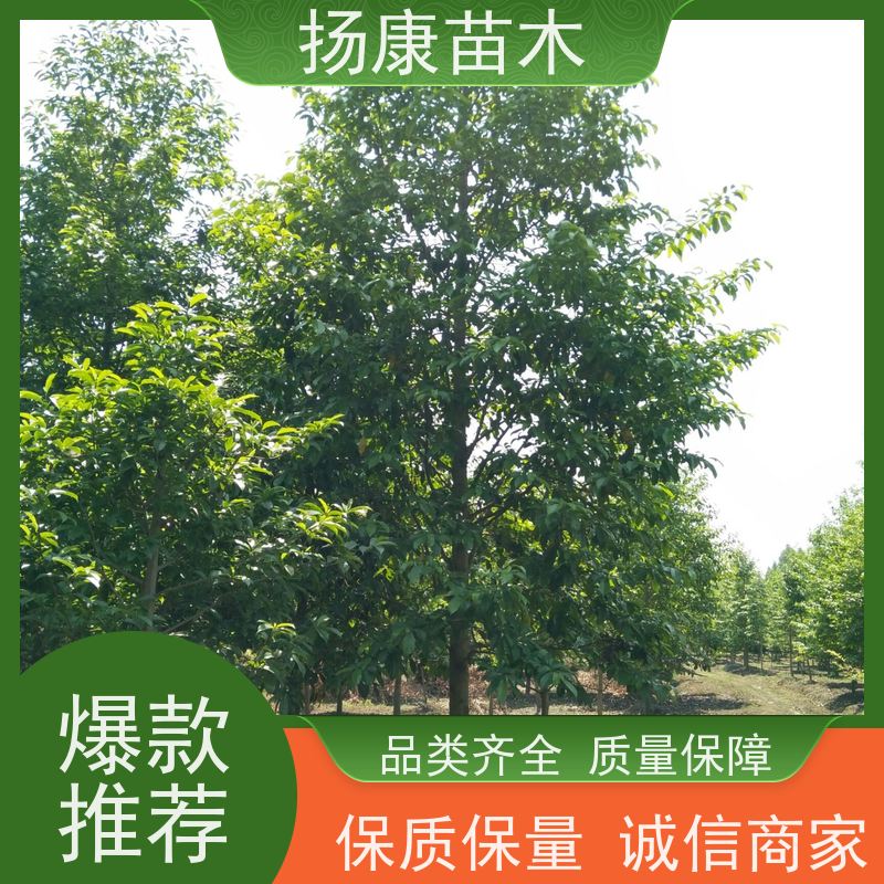17公分乐昌含笑 公园绿化 露地种植 适应性强 源头厂家