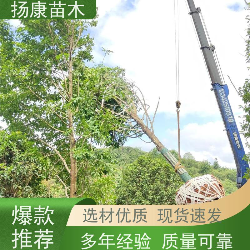 16公分乐昌含笑 园林庭院造景植物 适用性强 优选常绿