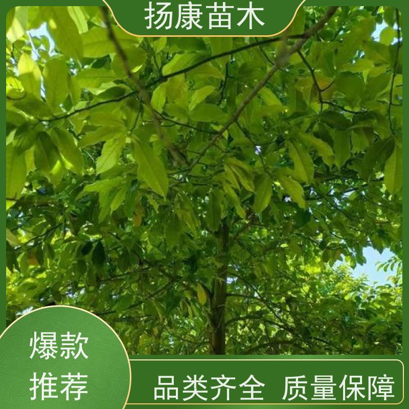 30公分乐昌含笑 竖形常绿灌木绿植适用于园林绿化 培育基地