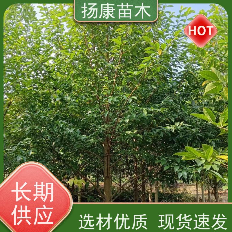 17公分乐昌含笑 行道树系列树种养护 树形优美 基地直供 