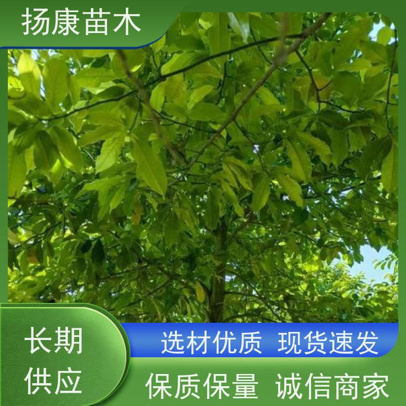 8公分乐昌含笑 花木基地 公园绿化行道树 高成活率