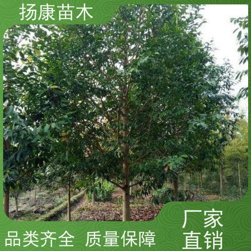 18公分乐昌含笑 花木基地 公园绿化行道树 源头厂家