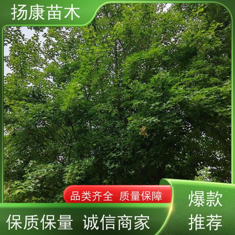 40公分乐昌含笑 园林景区栽植 精致美丽 规格齐全