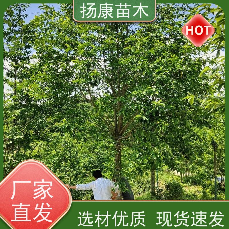 乐 昌含笑 公园绿化 露地种植 适应性强 基地直供 