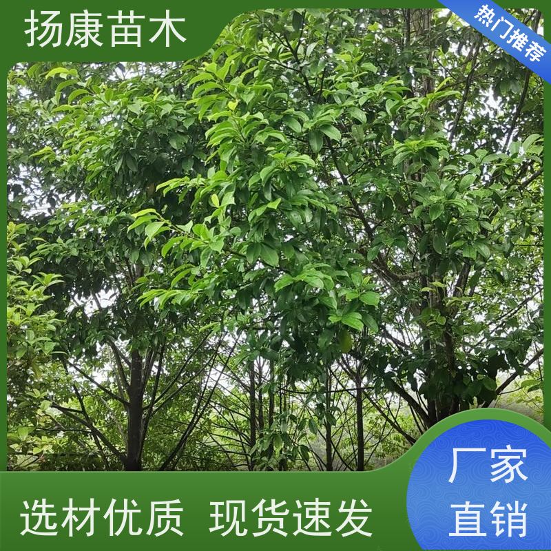 9公分乐昌含笑 花木基地 公园绿化行道树 易成活