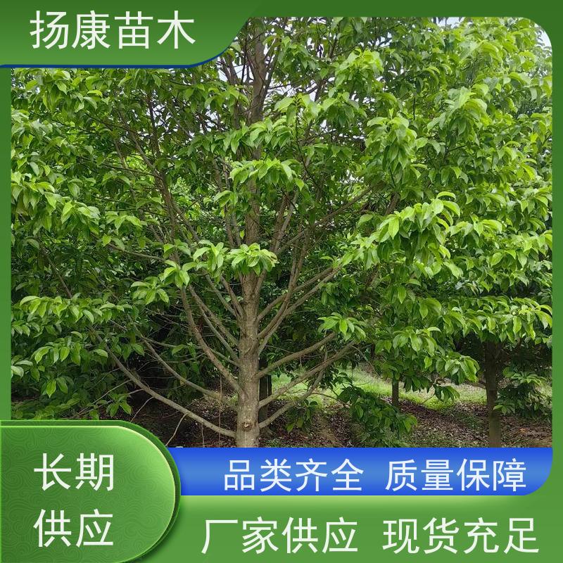 乐 昌含笑 公园绿化 露地种植 适应性强 现挖现发