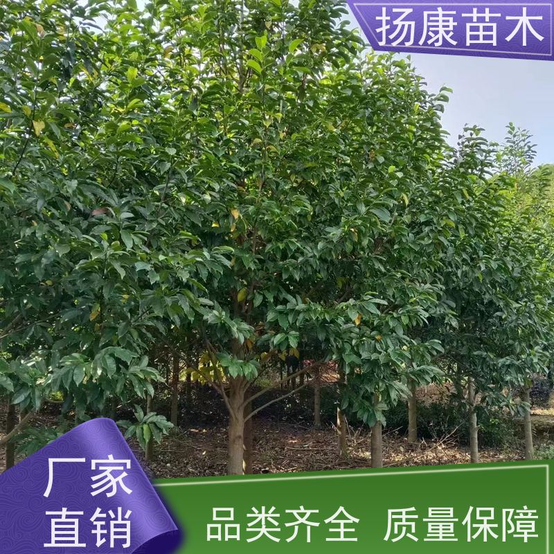 9公分乐昌含笑 园林庭院造景植物 适用性强 高成活率