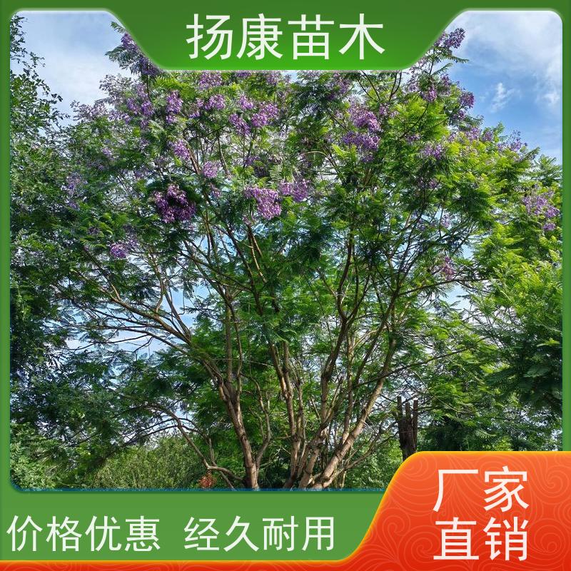 10公分乐昌含笑 园林庭院造景植物 适用性强 易成活