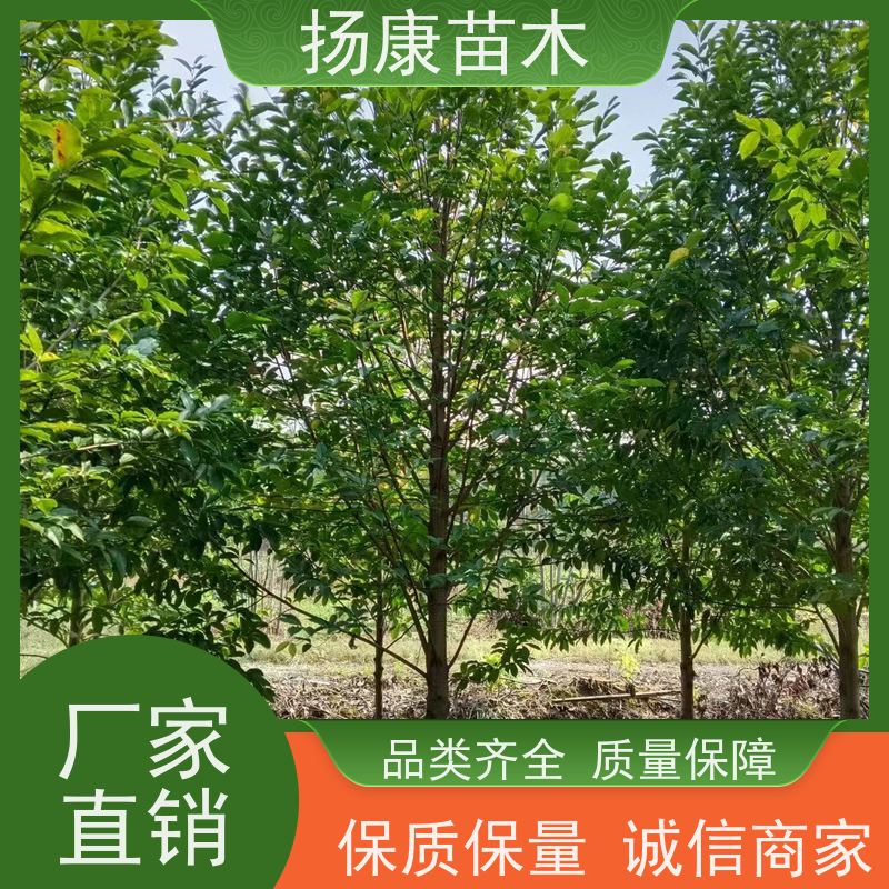 13公分乐昌含笑 园林庭院造景植物 适用性强 大量供应