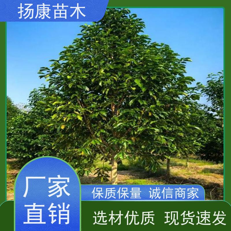 9公分乐昌含笑 行道树系列树种养护 树形优美 培育基地