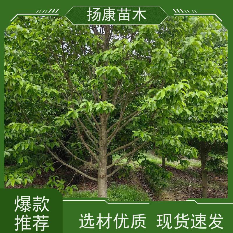 13公分乐昌含笑 园林庭院造景植物 适用性强 批发销售