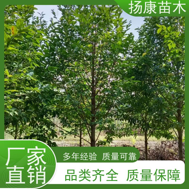 16公分乐昌含笑 园林景区栽植 精致美丽 培育基地