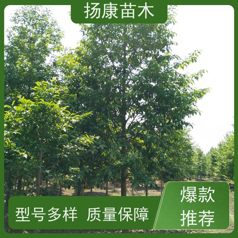 8公分乐昌含笑 树形优美 工厂绿化可用 基地直供 